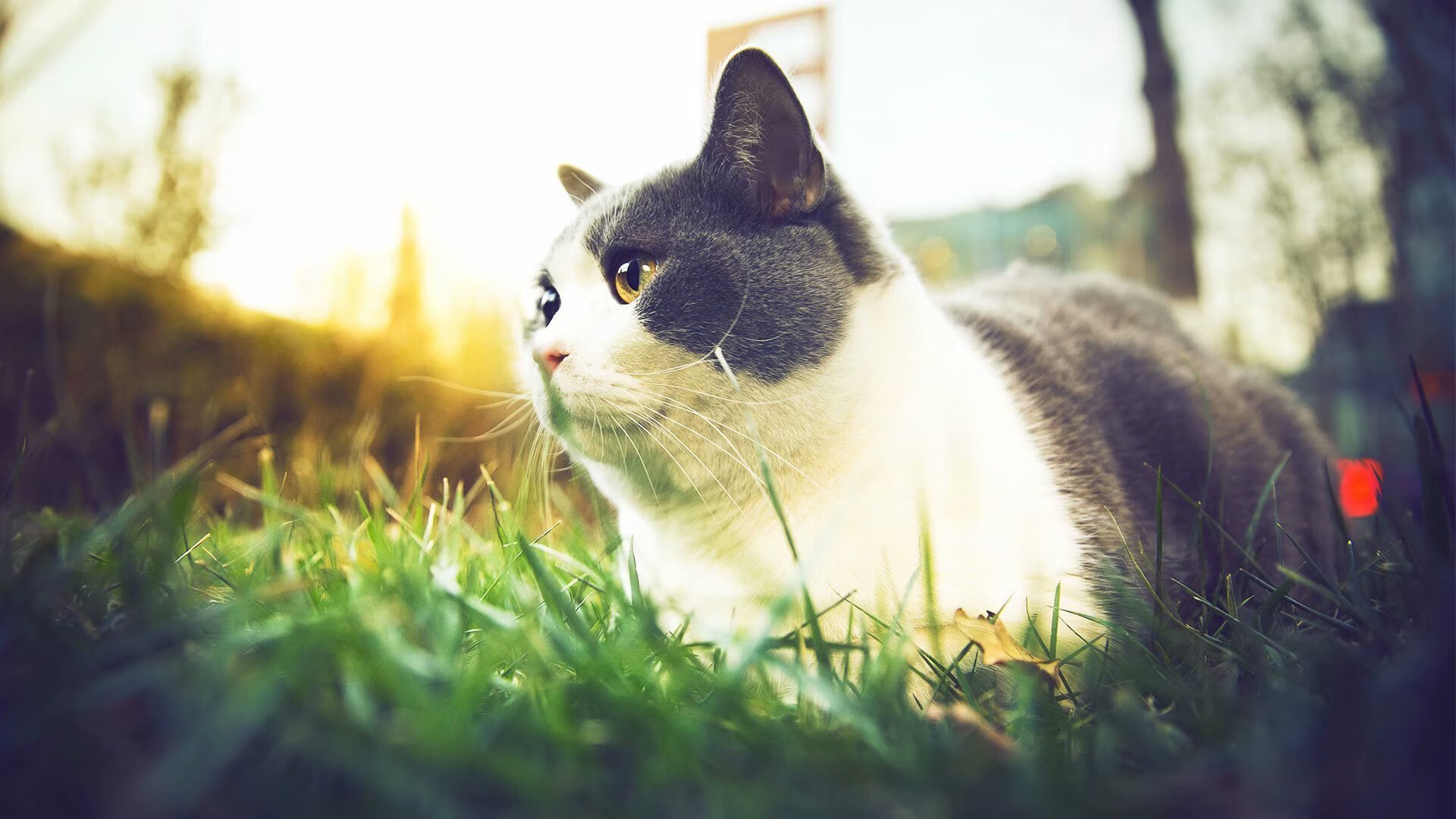 姆巴佩爆发，多特蒙德末节带走埃及，一场跨越时空的足球狂想